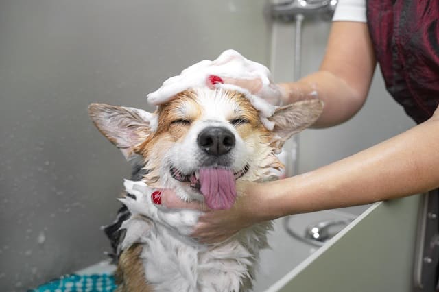 Regular Professional Grooming for Dogs