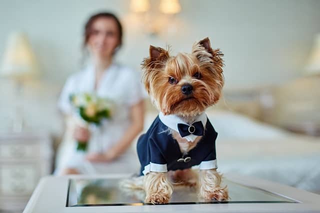 Pampering Your Pooch for a Special Occasion