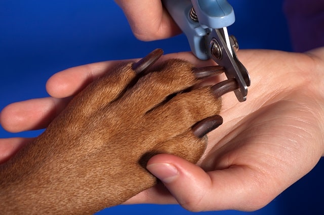 why keeping your dogs nails short