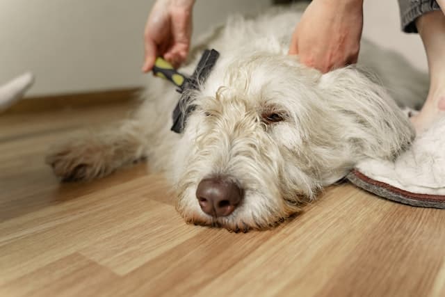 Dog Dematting And Brushing