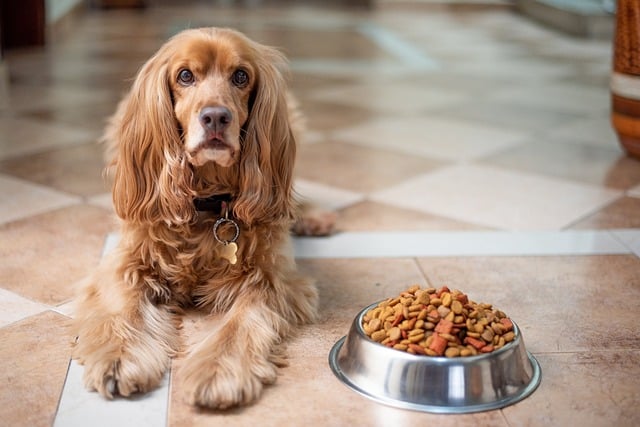 guide to an anti-cancer diet for dogs