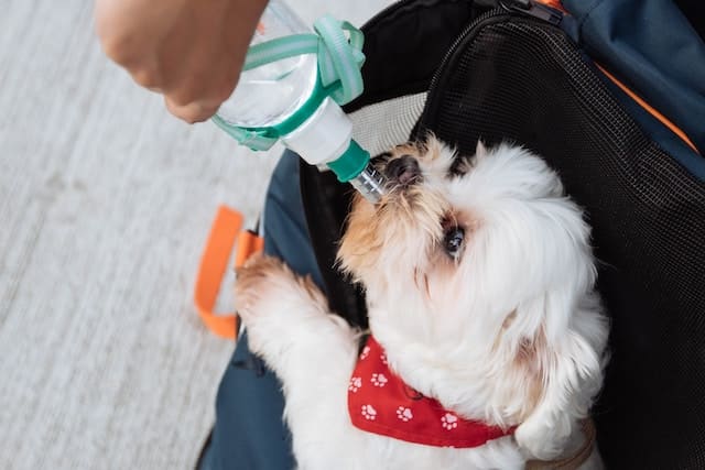 Keep Your Pup's Fur Healthy and Hydrated