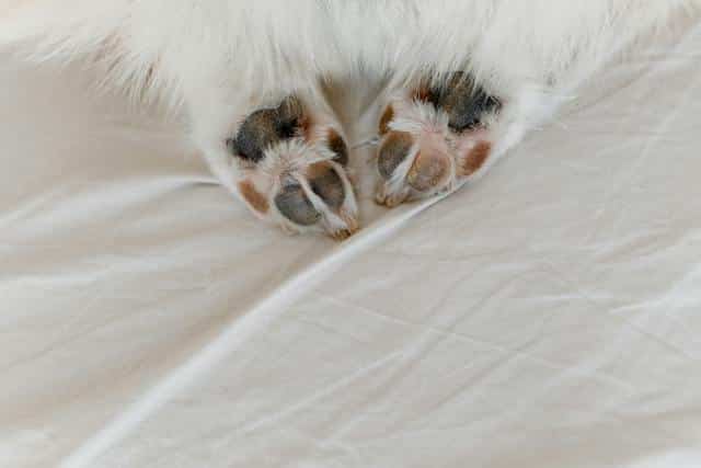 Pamper Your Pup's Paws